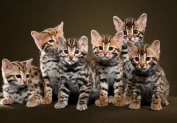 Bengalkatze mit Stammbaum , keine bkh