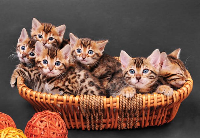 Bengalkatze mit Stammbaum , keine bkh