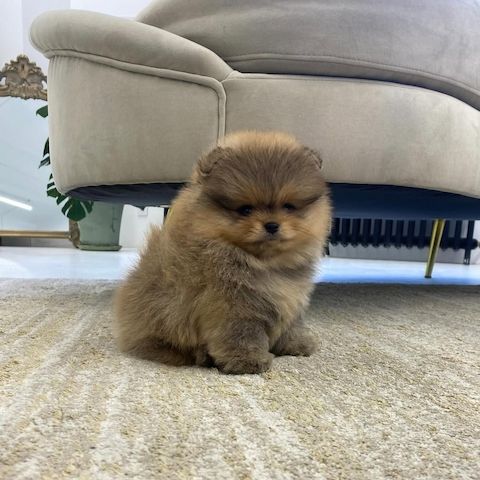 Pomeranian Welpen