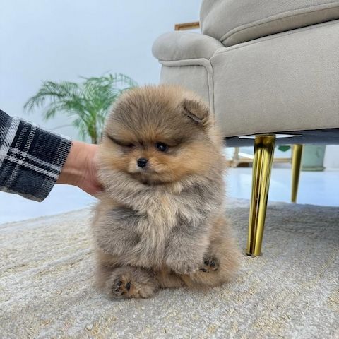 Pomeranian Welpen