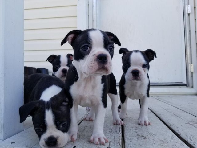 American Bully Welpen