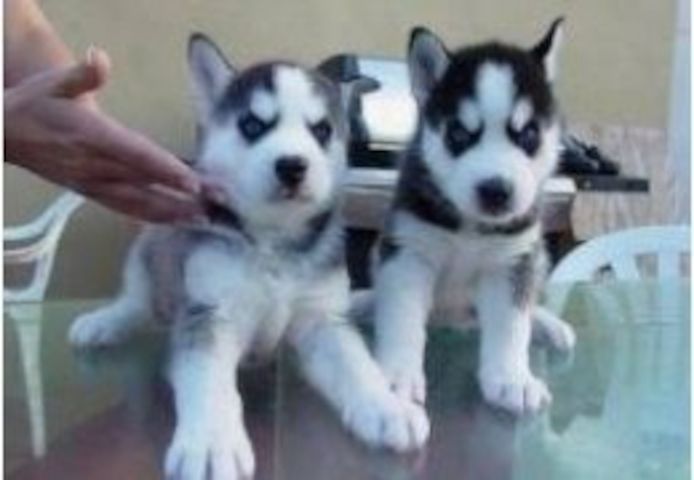 Siberian Husky Welpen
