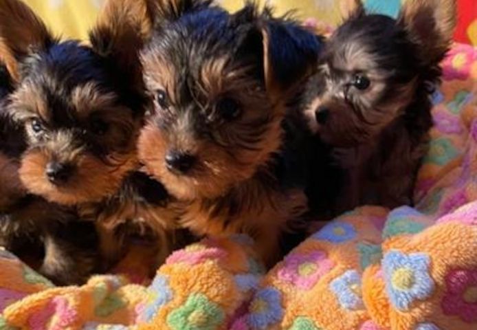 Yorkshire Terrier Welpe