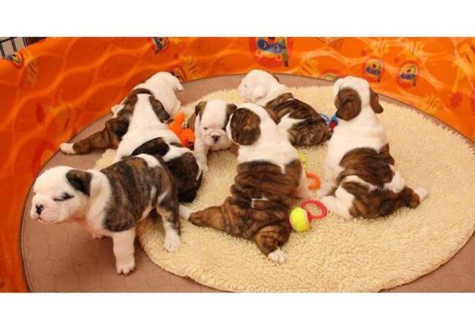 Wunderschöne englische Bulldoggenwelpen