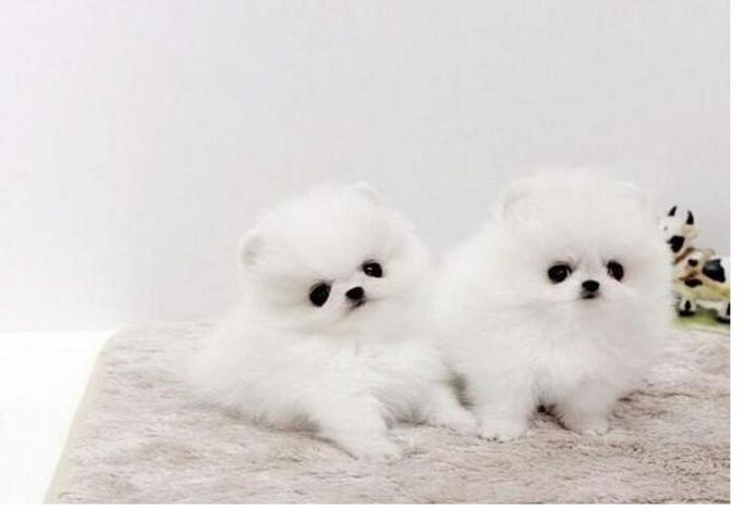 Pomeranian Zwergspitz Welpen