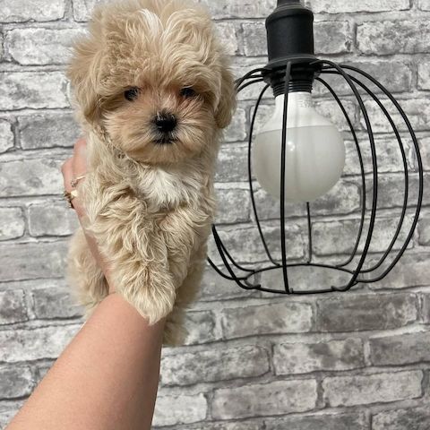 Maltipoo Welpen