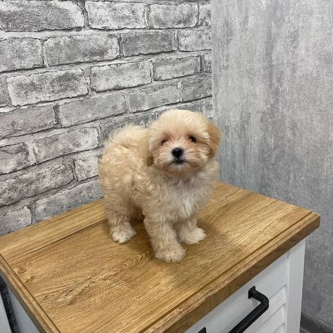 Maltipoo Welpen