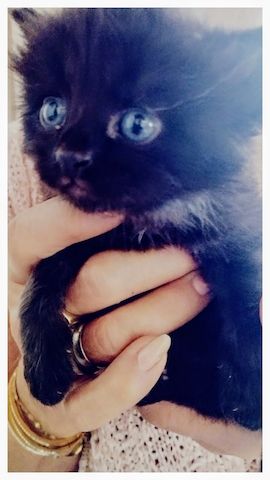 Reinrassige Sibirische Waldkatzenkitten