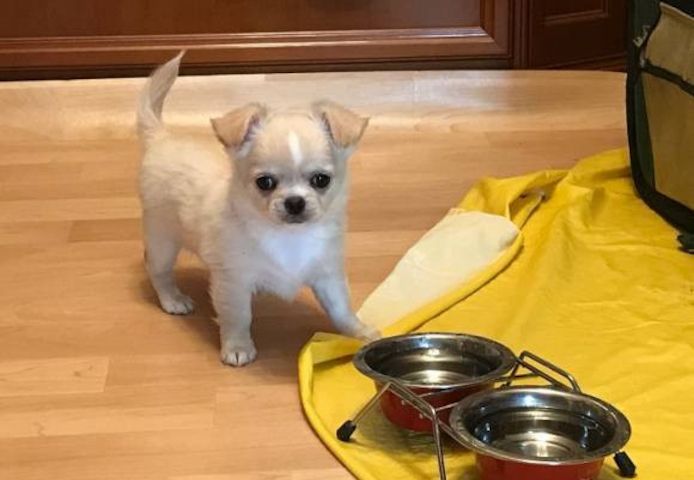 MINI-Chihuahua-Welpen