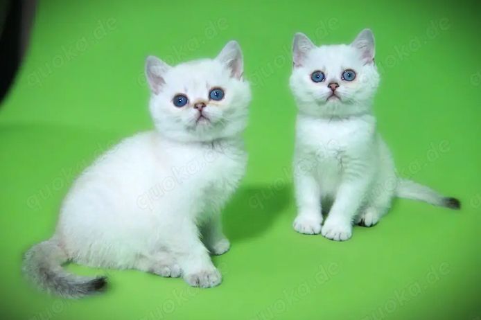 Supersüße Kitten mit blauen Augen BKH seal-silver-shaded-point ns 11 33 reinrassig!