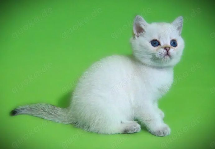Supersüße Kitten mit blauen Augen BKH seal-silver-shaded-point ns 11 33 reinrassig!