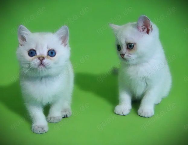 Supersüße Kitten mit blauen Augen BKH seal-silver-shaded-point ns 11 33 reinrassig!