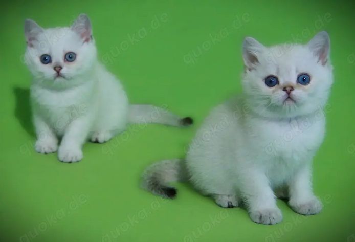Supersüße Kitten mit blauen Augen BKH seal-silver-shaded-point ns 11 33 reinrassig!
