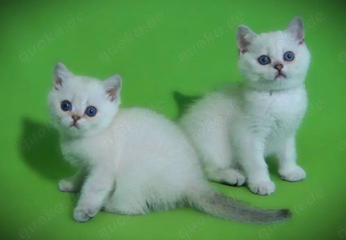Supersüße Kitten mit blauen Augen BKH seal-silver-shaded-point ns 11 33 reinrassig!