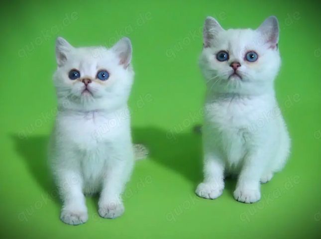 Supersüße Kitten mit blauen Augen BKH seal-silver-shaded-point ns 11 33 reinrassig!