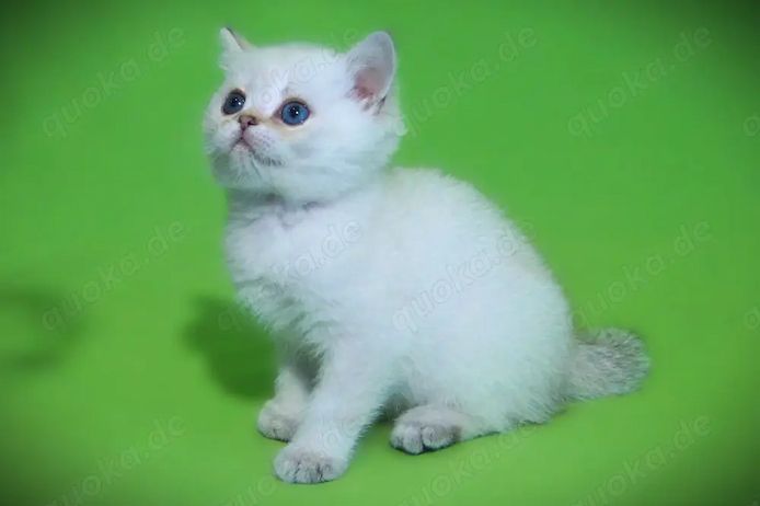 Supersüße Kitten mit blauen Augen BKH seal-silver-shaded-point ns 11 33 reinrassig!