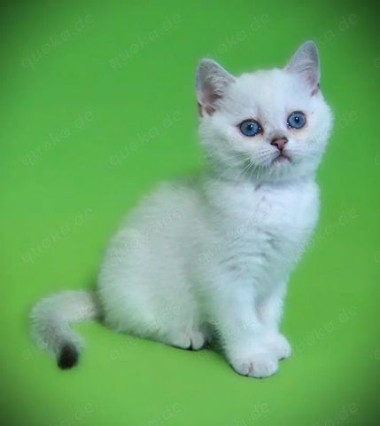 Supersüße Kitten mit blauen Augen BKH seal-silver-shaded-point ns 11 33 reinrassig!