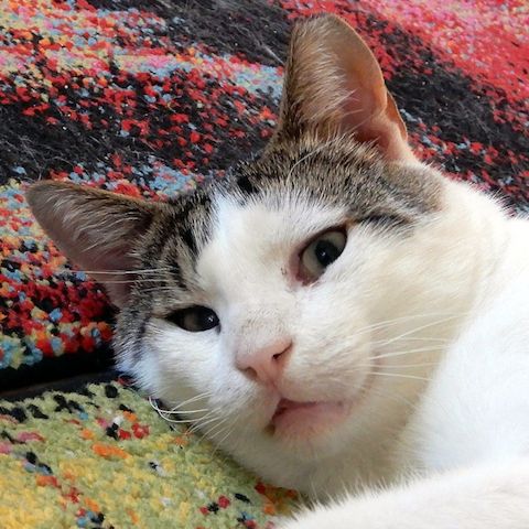 ONNI - Lass´ die Sonne in Dein Herz!