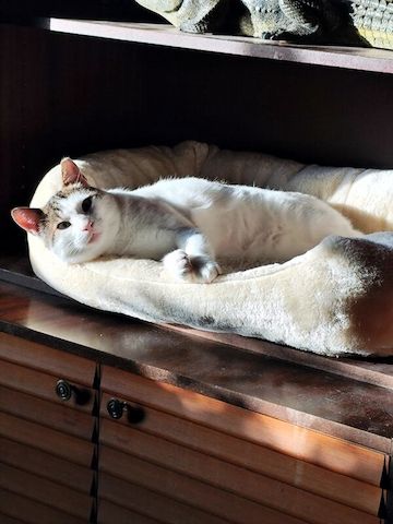 ONNI - Lass´ die Sonne in Dein Herz!