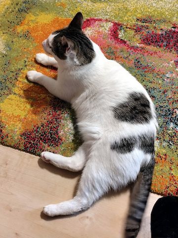 ONNI - Lass´ die Sonne in Dein Herz!