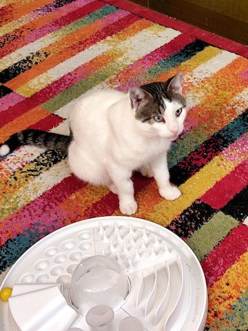 ONNI - Lass´ die Sonne in Dein Herz!