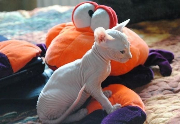 Sphynx-Kätzchen für eine gute Familie