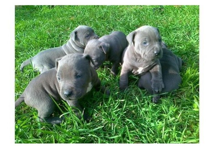 American Blue-Line Pit Bull Terrier Welpen .,