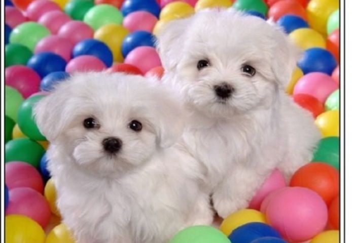 Malteser Welpen
