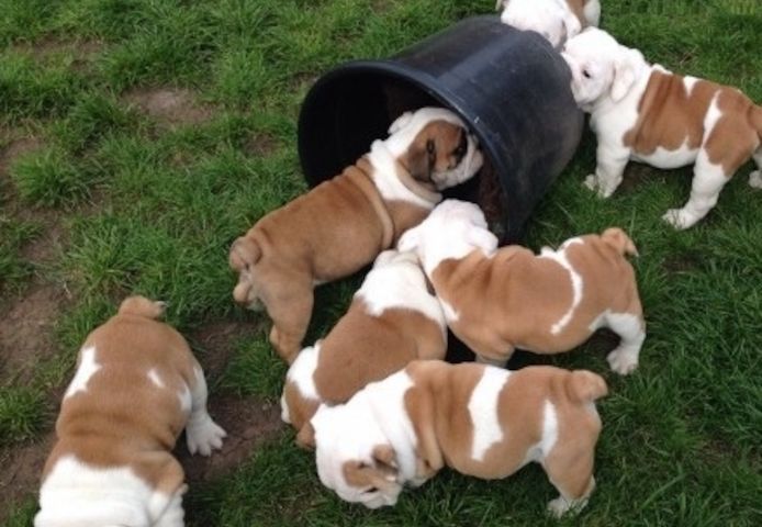 Reinrassig Englisch Bulldogge W