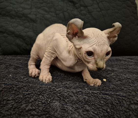 Sphynx
