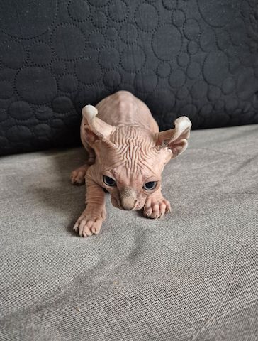Sphynx