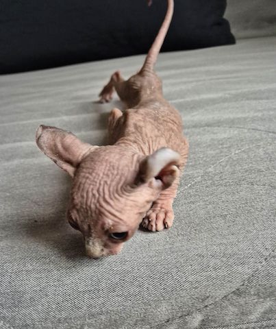 Sphynx