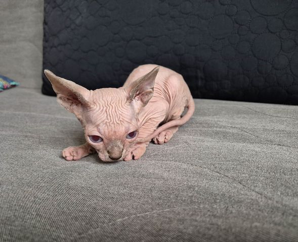 Sphynx