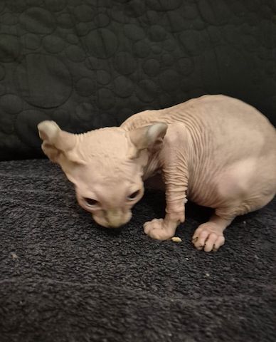 Sphynx