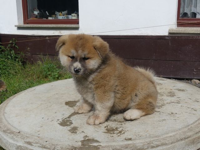 Akita Inu Welpen