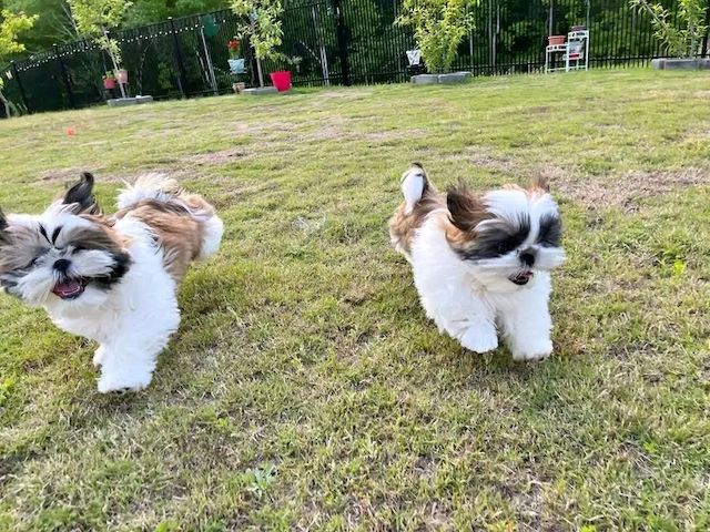 Schön kleinen Baby Shih Tzu Welpe