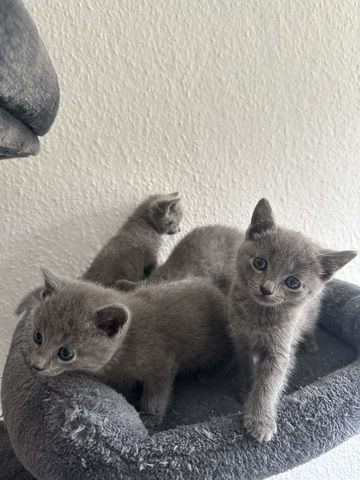 4 reinrassige wunderschöne russisch blau kitten 3x w, 1x m