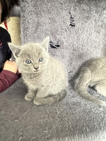 4 reinrassige wunderschöne russisch blau kitten 3x w, 1x m