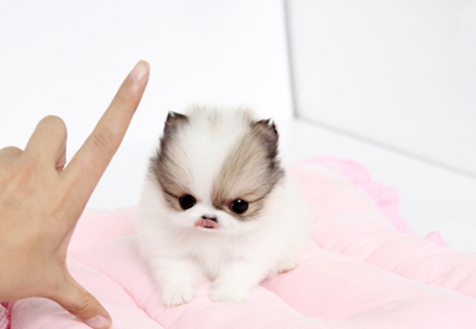 MINI-Super Pomeranian Zwerg Spitz Welpe