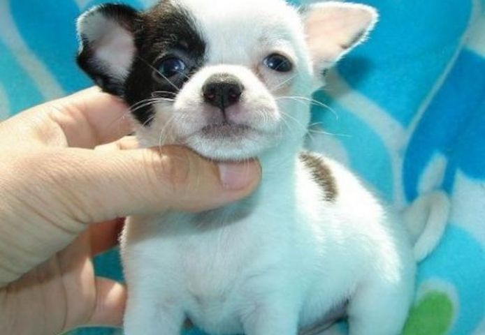 Super süße MINI chihuahua welpen mit Papieren .