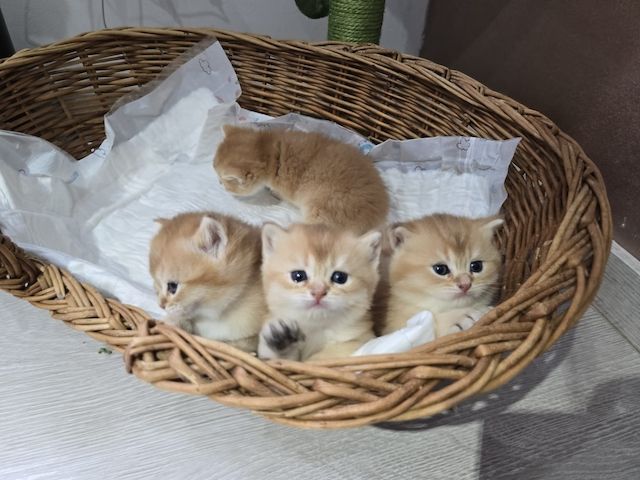 BKH Kitten