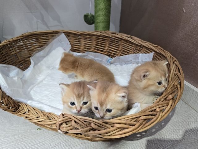 BKH Kitten