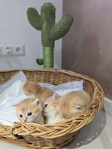 BKH Kitten