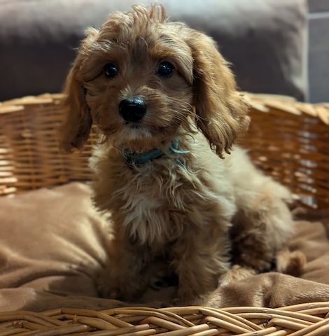 Süße Cavapoo