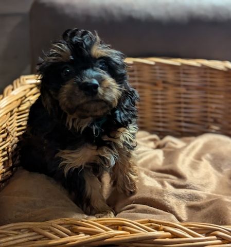 Süße Cavapoo