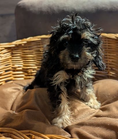 Süße Cavapoo