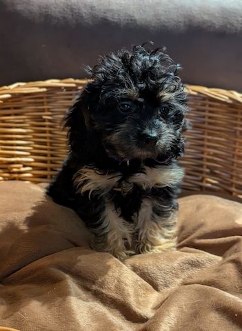 Süße Cavapoo