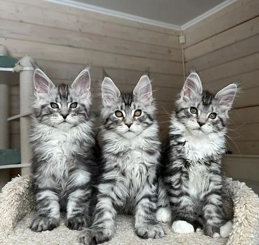 Maine Coon-kitten