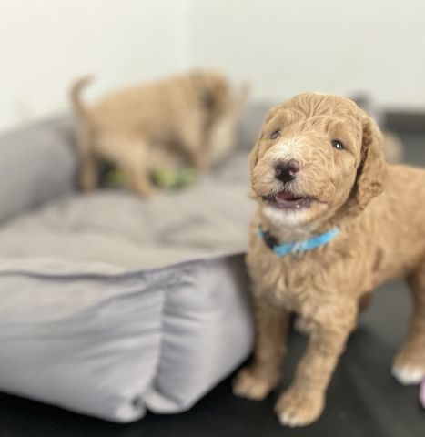 Goldendoodle F1b Welpen F1bb apricot hell dunkel