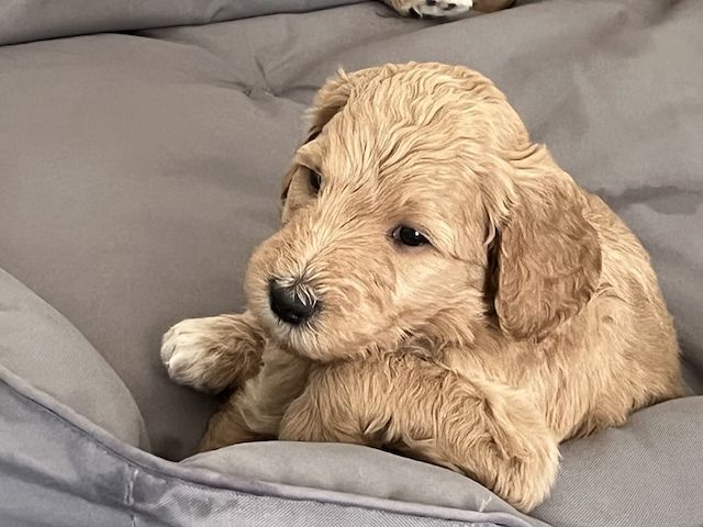Goldendoodle F1b Welpen F1bb apricot hell dunkel